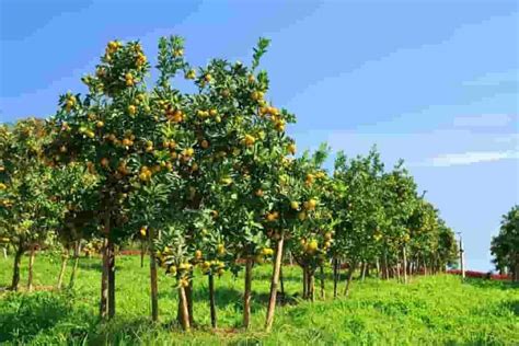 lemon cams philippines|Citrus Farms .